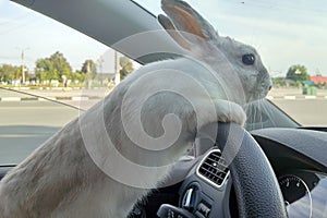 White Easter bunny rides to give gifts. Rabbit in the car at the driver`s seat behind the steering wheel. Hare driver