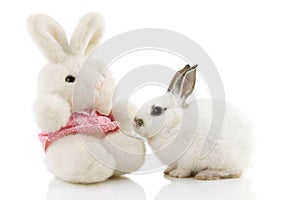 White Easter Bunny with toy rabbit