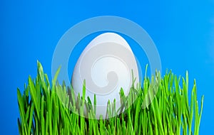 White Easter egg on a bed of green grass