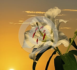 Bianco pasqua giglio contro alba il cielo 