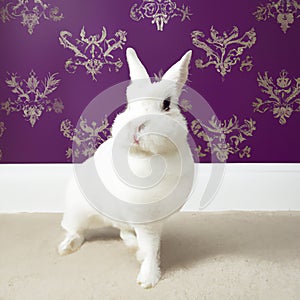 White easter rabbit in a room