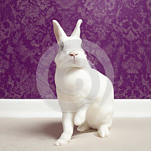 White easter rabbit in a room