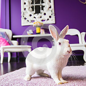 White easter rabbit in a room