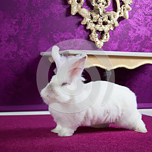 White easter rabbit in a room