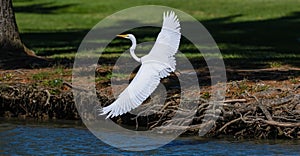 White eastern great egret standing on a river bank with its wings wide open