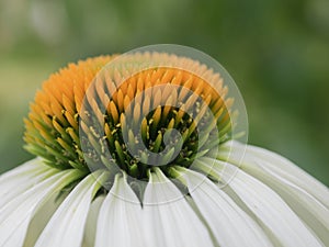 White Echinea blooming flower