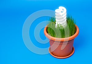White eco spiral bulb light in a flower pot