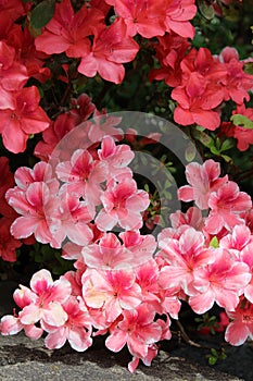 White edge framed pink azalea with solid color azaleas in full bloom