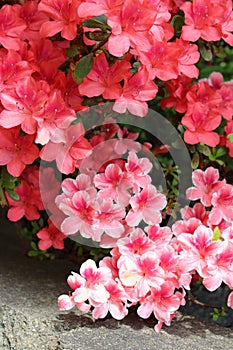 White edge framed pink azalea with solid color azaleas in full bloom