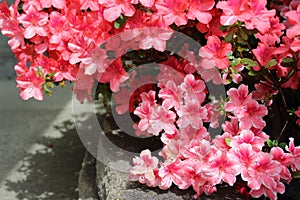 White edge framed pink azalea with solid color azaleas in full bloom