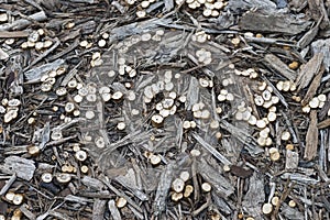 White-egg bird`s nest fungus