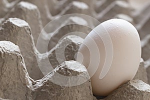 White egg on eggs box. Macro food shot.