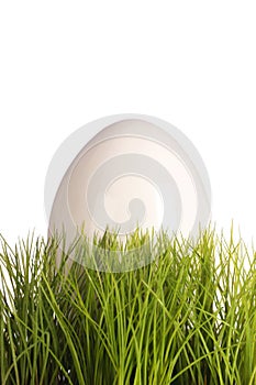 White egg in green grass