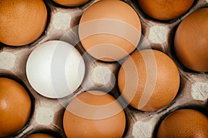 White egg surrounded by brown eggs