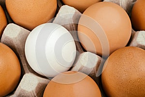 White egg surrounded by brown eggs. Individuality and difference