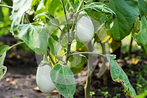 White eggplant with green leaves close up