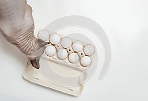 White eggs in cardboard on white background with sphinx cat sniffing