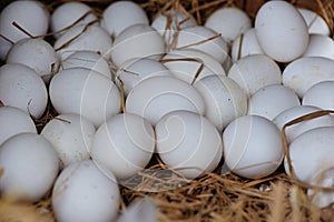 White eggs for sale