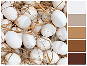 White eggs texture with palette color swatches