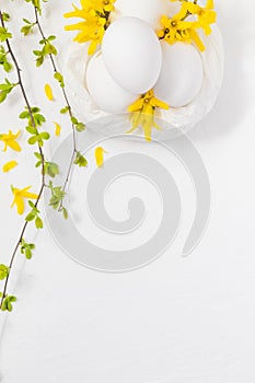 White eggs white background forsythia flowers green twigs