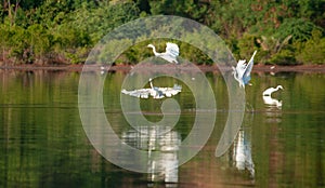 A white egred /heron bird was at lake side in Tacitolu, Timor Leste