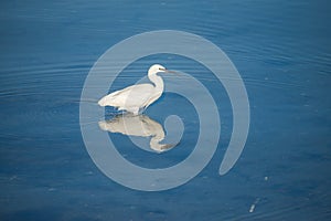 White egret