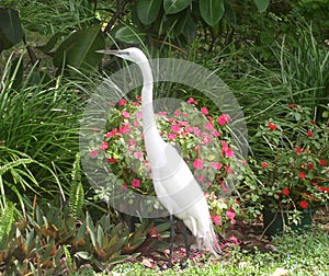 White Egret