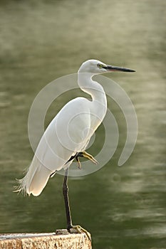 White egret 2