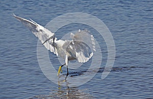 White egret