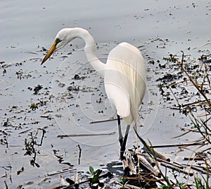 White Egret
