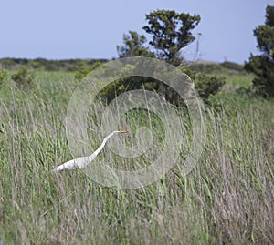 White Egret