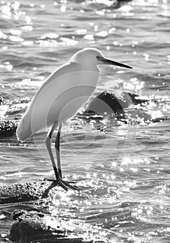 White Egret