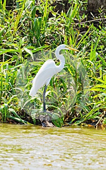 White egret above green vegetation on the margins of a river
