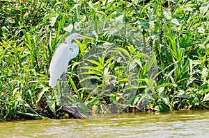 White egret above green vegetation on the margins of a river