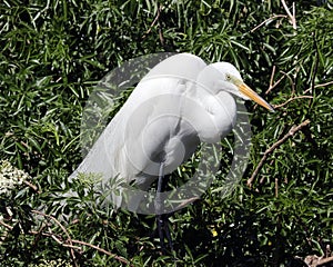 White Egret Ardea alba breeding plumage