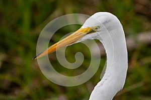 Great White Egret ardea alba Closeup of head.