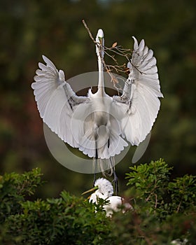 White egret arrives with nesting material