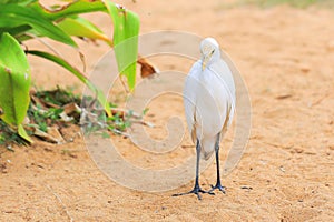 White egret on the beach