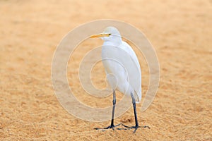 White egret on the beach