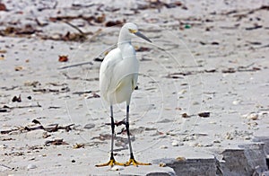 White Egret on a Beach