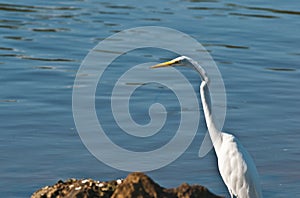 White Egret in Big Cypruss Preserve