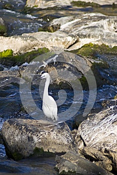 White egret bird