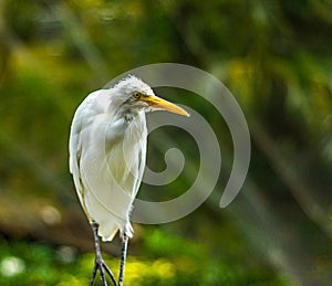 White Egret