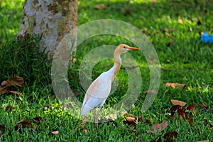 White egret bird on hunt