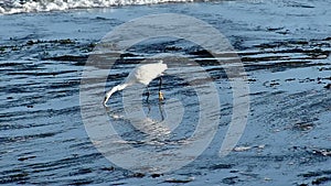 White Egret Bird Hunting for Food in Tide Pools