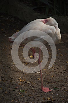 The white egret bird rest in the standing on one leg action