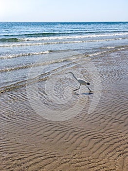 White egret bird on the sea beach; flying egret