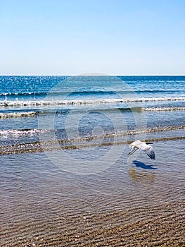 White egret bird on the sea beach; flying egret
