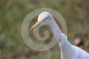 White Egret With Blur Background