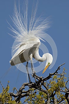 White Egret in breeding plumage photo